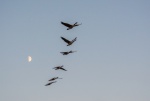Gail Geese 1.jpg