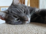 JGP3 Cat