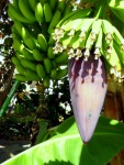 JohnP banana