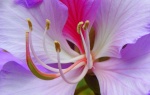 Purple 18 John P2