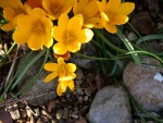 Yellow 19 JGP