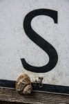 Wendy Meagher - 5-S for Snail