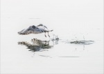 Andreas Klatt - Take-off - a tern rising from the
