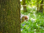 Beckie Lewis - Squirrel Stare