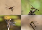 Colin Lamb - Four dragonflies