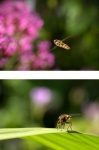 Colin Lamb - Hoverflies