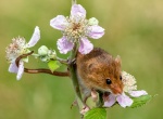 Diana Saville - Harvest Mouse