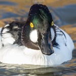 Jim Muller - Eye to Eye with a Goldeneye