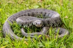 Jim Muller - Face to face with a Grass Snake