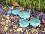 John Powell - Blue-Green-Mushrooms