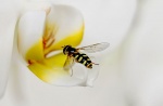 Maureen Tyrrell - Iris Hover Fly On Orchid