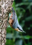 Richard Broadbent - Nuthatch