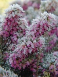 Winter flowering heather
