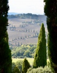 Maureen Robinson - Olives from La Foce, Tuscany