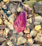 Maureen Robinson - IMG_3339