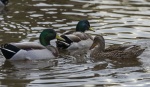 Khatija Barday Wood - Slimbridge.