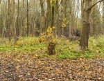 Khatija Barday Wood - Stump