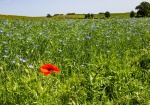 Nick Hardwick - Flax and Poppy