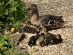 Nicky Westwood - Delilah and her 12 identical duck