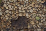 Steve Cooke - Leaves
