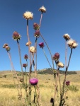Angie Dean - The Thistles Agains't The Blue Sky; H