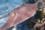 Chris Dean - Curious Stingray