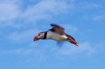 Chris Dean - Incoming Puffin