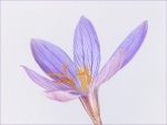 Colin Lamb - Autumn Crocus