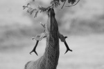 Courtney Killpack - Eating acorns B&W