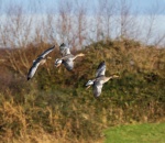 Khatija Barday-Wood - Birds in Flight
