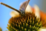 Min Oakes - Nectar