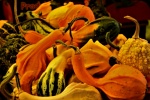 Min Oakes - Riga gourds