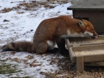 Nicky Westwood - A hungry fox eating grain from ou
