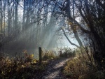 Paul Brewerton - Morning mist