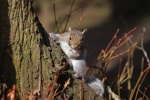 Paul Davidson - Cheeky little chap