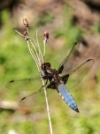 Richard Broadbent - Broad Bodied Chaser