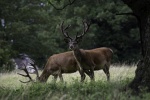 Steve Cooke - Adderbury Red Deer