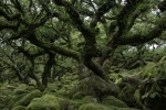 Steve Cooke - Wistmans Wood