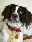 Steve Cooke -This Scruffy Little Lady Saved My Lif