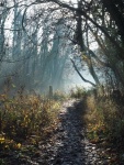 Farnborough Lake 1