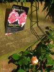 Dave Govier - The Name of the Rose, by Umberto Eco