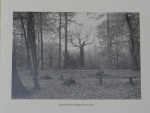 John Powell - Secrets Of The Forest, by Fay Godwin
