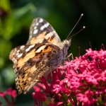 Colin Lamb - Papillon, by Henri Charriere