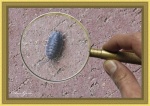 Dave Govier - A Lice Through The Looking Glass! by Lewis Carroll