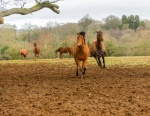 Khatija Barday Wood - The Power of the Herd, by Linda Kohanov