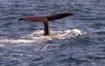 Paul Brewerton - Moby Dick, by Herman Manville