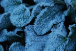 Martyn 1 Frost.jpg