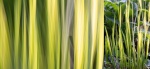 Colin Lamb - Grasses
