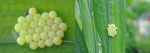 Dave Govier - Insect Eggs
