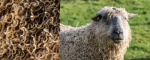 Richard Broadbent - Sheep